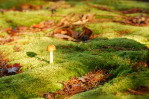 photo de champignon. photo de détail prise lors d'un stage photo débutant