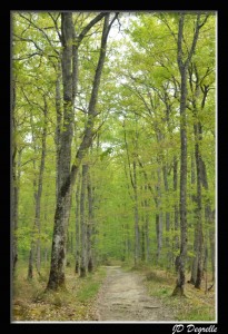 photo allée d'arbres en Sologne