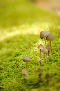 photo de champignon (stage photo débutant)