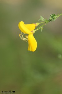 Photo de fleur. Apprendre la photo, en macro comme en paysage