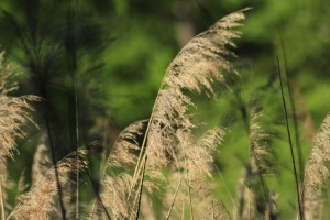 stage photo nature. cours photographie