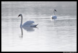 photo de cygnes : formation photo